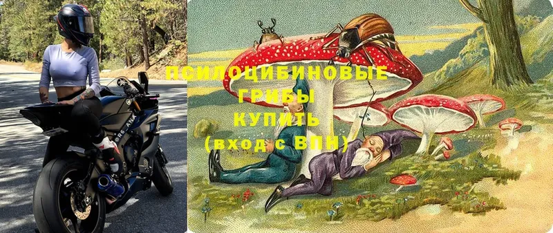 Псилоцибиновые грибы мицелий  Покров 